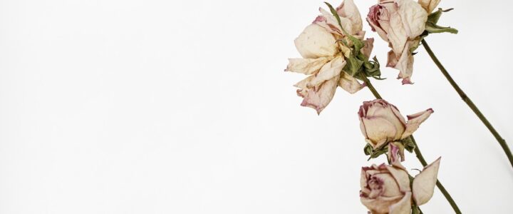 Fleurs séchées : les idées créatives et tendances pour sublimer votre déco